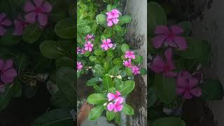 How to grow sadabahar at home  periwinkle plant  gardening plants flowers [upl. by Fenner52]