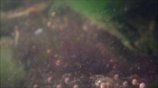 Green Tree Frog Life Cycle  PART 1 Mating and Spawn [upl. by Gesner97]