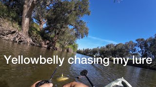 yellowbelly follows my lure golden perch fishing [upl. by Amlez]