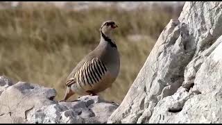 Jarebica kamenjarkaAlectoris graecavideo by T Mićo Gabrić [upl. by Hobbs]