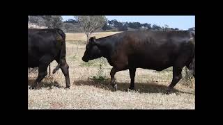 South Gowrie Pastoral Co PTIC Young Cows [upl. by Wynne]