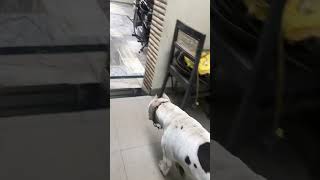 Oscar the pitbull ne kya kar diya [upl. by Monique]