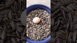 cockatiel birds eggs crack solution 🦜 shortsfeed birds birdslover birdscare [upl. by Jac]