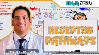 Endocrinology  Receptor Pathways [upl. by Naejeillib719]