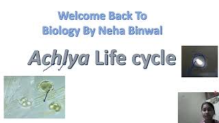 Achyla Lifecycle l Water moulds l Biology By Neha Binwal l MSc l BSc l UPSC Botany l [upl. by Buseck551]