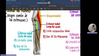 M EXTENSORES DEL ANTEBRAZO [upl. by Eniortna16]