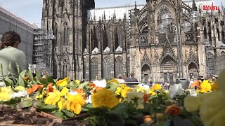 DomBlick Vom Blumenbeet auf den Kölner Roncalliplatz [upl. by Atikim]