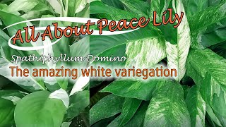 THE AMAZING PEACE LILY DOMINO VARIEGATED [upl. by Oniuqa44]