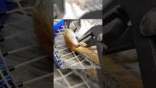 救了小松鼠 animal rescue animallover animalrescue squirrel [upl. by Ursel]