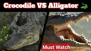 Crocodile Aur Alligator Main Kya Farq Hain Crocodile VS Alligator [upl. by Harmonie]