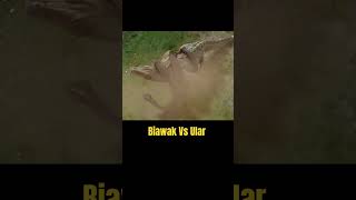 Biawak vs Ular film [upl. by Sorkin271]