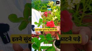 ROSE PLANT GROWING TIPS FOR HEAVY BLOOMING farming indoorplants rose garden furtilizer plants [upl. by Aneehsram363]