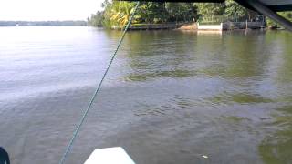 Big crocodile in Bentota river safari [upl. by Yrrac874]