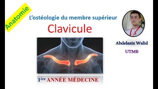 La clavicule [upl. by Sonja]