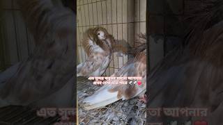 fancy Pegion fancypigeon birds shortvideo kobutor pegion কবুতর love shortvideo virial [upl. by Bartholomeo]