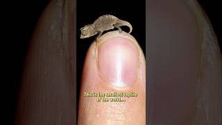 Brookesia nana  Smallest Reptile of the World [upl. by Levan]