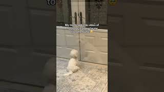 Heartwarming Your Pet Waiting for You to Come Home from Work dogemotions dogbehavior petemotion [upl. by Earlie]