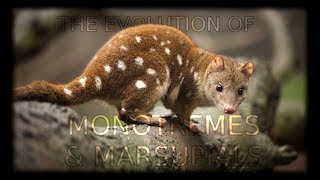 The Evolution of Monotremes and Marsupials 🦘 [upl. by Aleafar]