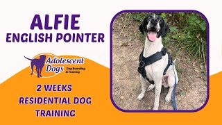 Alfie the English Pointer  2 Weeks Residential Dog Training [upl. by Eibmab15]