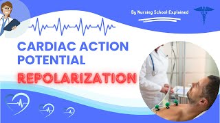 Cardiac Action Potential Repolarization shorts [upl. by Helga]