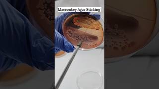 Macconkey Agar Sticking  Microbiology Media Preparation shorts feedshorts science microbiology [upl. by Notsua189]