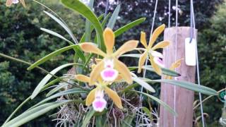 Encyclia tampensis [upl. by Schlosser]