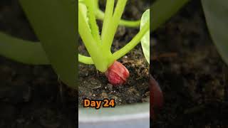 Growing Radish in Little Containers from Seed to Harvest [upl. by Adnolehs]