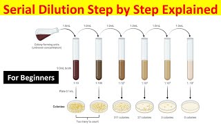 How to Perform Serial Dilution for Bacterial Growth Measurement StepbyStep Guide [upl. by Medrek774]