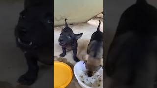 One puppy eats another drinks water dog pupies doglover puppia cute shorts [upl. by Ecirb]