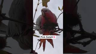 Galah Cockatoo Sounds [upl. by Hsizan282]