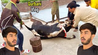 Qurbani Vlog 😍 Zohaib Sabir Vlogs [upl. by Ahsote]