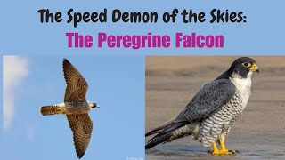 Peregrine Falcon Speed Masters of the Sky [upl. by Eema]