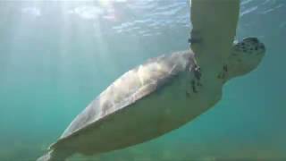 Swim with Turtles at Akumal Beach [upl. by Biondo706]