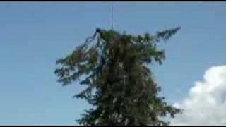 Taglio albero pericolante  Dangerous Helicopter Big Tree cut [upl. by Morgana]