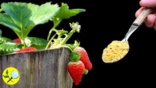 🍓Cuidados de Fresas en Otoño renovar sustrato poda de hojas Hormigas [upl. by Assetal]