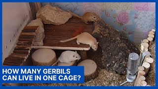 How Many Gerbils Can Live In One Cage [upl. by Sherurd]