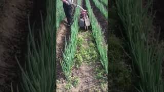 Green onion field drainage ditch construction machine [upl. by Emiaj]