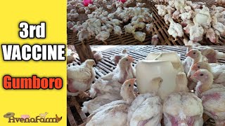 Vaccination Program for Broiler  Complete Guide  Gumboro Vaccine [upl. by Uttasta]