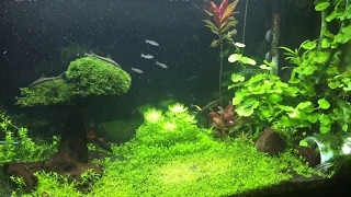 55 gallon freshwater aquarium planted community tank [upl. by Lachlan621]