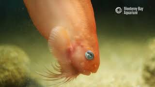 Slowing down with the salmon snailfish  The Critter Corner [upl. by Alfons]