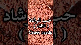 فوائد حب الرشاد الثفاءGarden Cress seeds benefitsLes bienfaits des graines de cressonshorts [upl. by Ihsar]