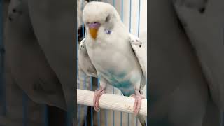 Beautiful bird😍lshorts ytshorts funny comedy budgies birds cutepets lovebirds funnycomedy [upl. by Di]