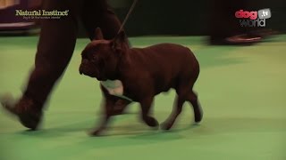 Crufts 2017  French Bulldog  Best of Breed [upl. by Schroth]