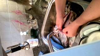 Gutting trout Forel schoonmaken [upl. by Etnoel615]