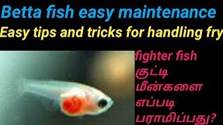 Betta fish குட்டி மீன்களை எப்படி பராமிபது  easy tips Betta fry care in Tamil  Fish Aquarium Tamil [upl. by Tannenwald977]