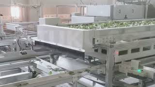 Sericulture Automated Leaves Feeding [upl. by Airret]