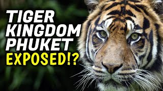 Reviewing The Tiger Kingdom Phuket │ Things To Do In Phuket Thailand [upl. by Ettezil991]