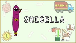 Shigella Simplified Morphology Pathogenesis Types Clinical features Treatment [upl. by Hsan]