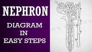 How to draw nephron diagram in easy steps 10th  Biology Science  CBSE syllabus  NCERT class 10 [upl. by Ecinaej753]