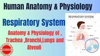 Anatomy amp Physiology of TracheaBronchiLungs and Alveoli I Respiratory System I HAP pharmacynotes [upl. by Vergne120]